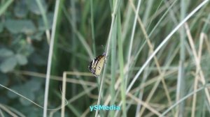 Sony Nex-C3 - Butterfly