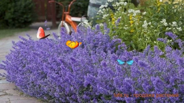 Котовник фассена Джуниор Валкер ? обзор: как сажать, саженцы котовника Джуниор Валкер смотреть онлайн