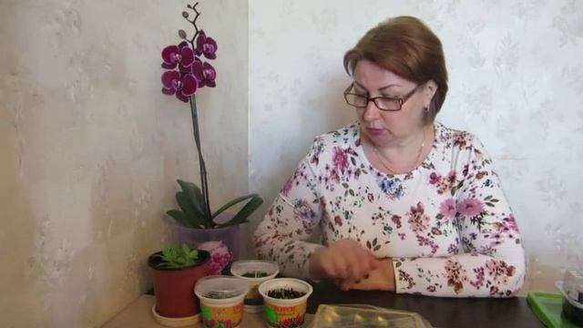 Эустома. Три посева и способа посадки. смотреть онлайн