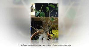 ФИКУС МИКРОКАРПА ГИНСЕНГ. Бонсай из фикуса. Уход в домашних условиях