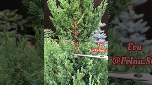 ?БЕСПЛАТНЫЙ?МАСТЕР-КЛАСС... Стрижка ХВОЙНЫХ форма РЮМОЧКА?