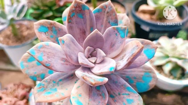 6 unique succulents that thrive in the lowland that you must have! || Nagmamaganda Sila😍 смотреть онлайн
