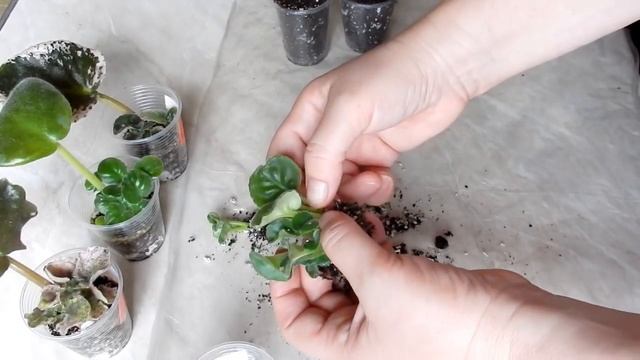 Узамбарская Фиалка Как и когда рассадить деток сенполии смотреть онлайн