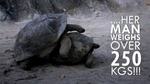 Seychelles: The Mating Season of Aldabra Tortoises
