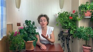 Зачем и как опрыскивать комнатные растения. Внекорневая подкормка.