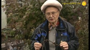 Что делать: на корнях малины вздутия? Опасная болезнь малины.