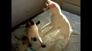 Как два кота за одной дразнилкой прыгали! Тайские кошки - это чудо! Funny Cats