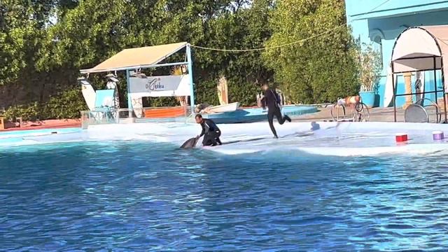 Пришёл пьяный🙄А мы тем временем погнали в Дельфинарий🥰🌈💙 смотреть онлайн