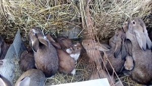 Самое бюджетное кормление