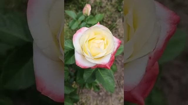 The charming flower of rose Belle Perle/ Чарівна квітка троянди Белла Перла