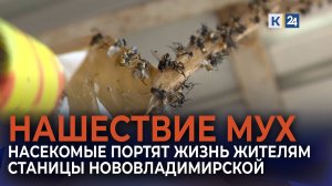 «Все облеплено мухами: машины, дороги»: в Тбилисском районе пожаловались на массовое нашествие мух