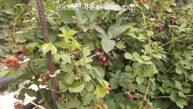 Садовая ежевика Блэк Сатин. смотреть онлайн