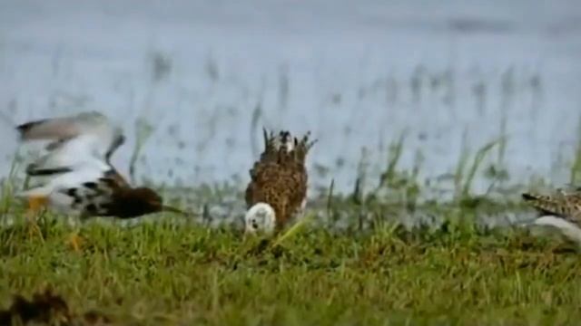 Турухтаны - птицы, имеющие "третий" пол. смотреть онлайн