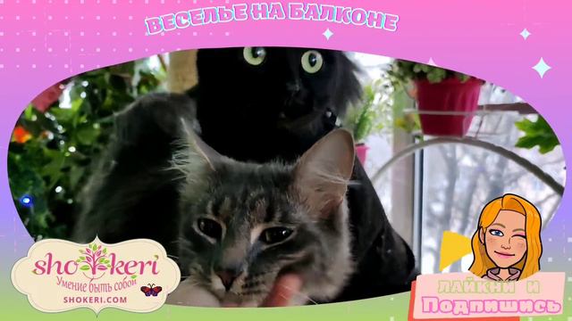 Чем ближе весна, тем больше кошек на балконе смотреть онлайн