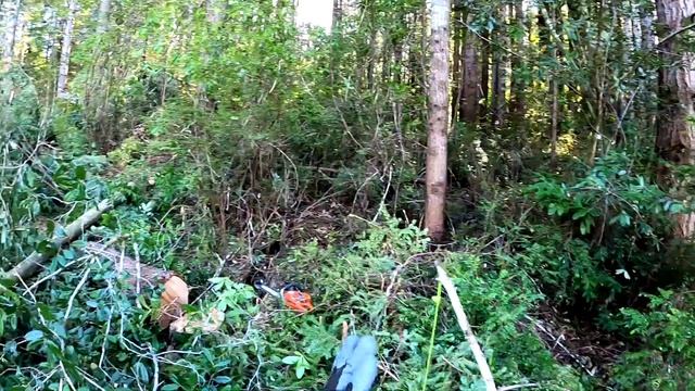 How to know what direction a tree leans смотреть онлайн