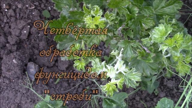 Крыжовник и мучнистая роса. Обработка. смотреть онлайн