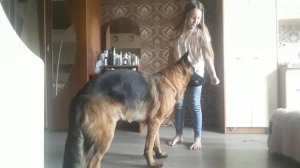 Как научить собаку командам (немецкая овчарка Тагир)