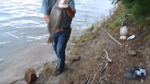 Судак на 3.кг.Ловля с берега.