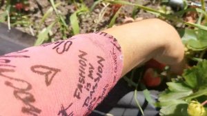 Земляника Флорентина.