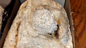 Возобновление роста грибов Вешенки из Wildberries ? Часть 6.