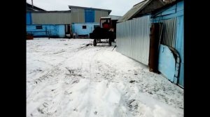 Трактор т-25 возим навоз))