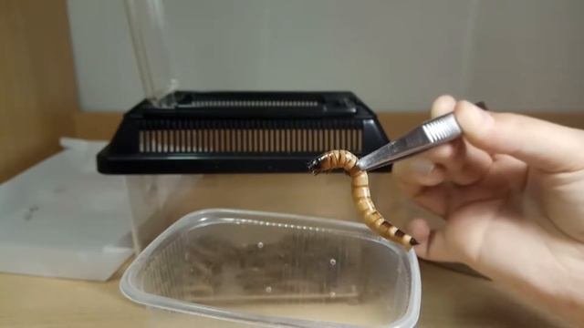 МУЧНЫЕ ЧЕРВИ/КАК И ГДЕ ХРАНИТЬ ЕДУ ДЛЯ ЯЩЕРИЦЫ