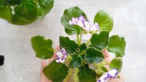 Фиалки НК-Вечная молодость и ЛФ-Гжель