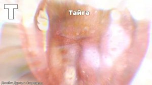 Томаты на букву Т. ПОЛНЫЙ ОБЗОР. ОТ А ДО Я.