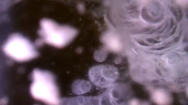 Ледяные розы в пруду смотреть онлайн