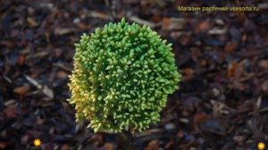 Ель сизая Дендрофарма Голд. Краткий обзор, описание характеристик picea glauca Dendrofarma Gold