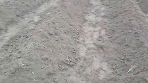 Виноград. Посадка чубуков в школку. Мои впечатления о сортах.