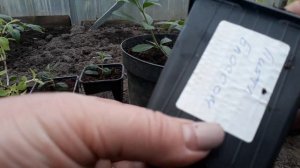 Саженцы гортензий после короткой обрезки ??Новинки гортензий в мой сад