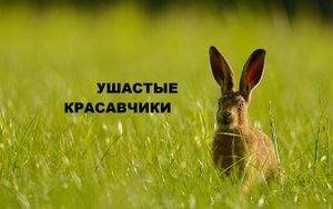 Подушки с зайцами.Идея для подарков.(2022г)