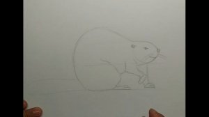 Как нарисовать бобра