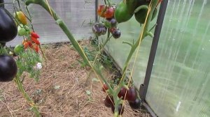 УРОЖАЙНЫЙ ТОМАТ С ЦИТРУСОВЫМИ НОТКАМИ ВО ВКУСЕ!!!