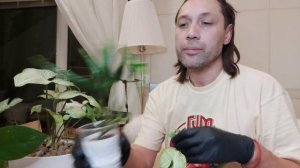 Сингониум Годзила в керамзите  на гидрапонике