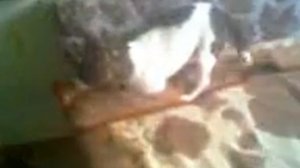 Собака ездит на попе