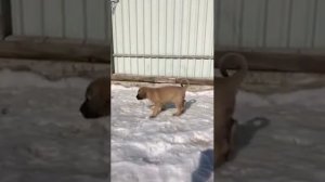 Щенки кангала "Питомник кангалов в России В.К.КАНГАЛ ТУРК КАН"