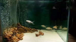 карпы кои в аквариуме 10 мес содержания порчевых карпов в аквариуме