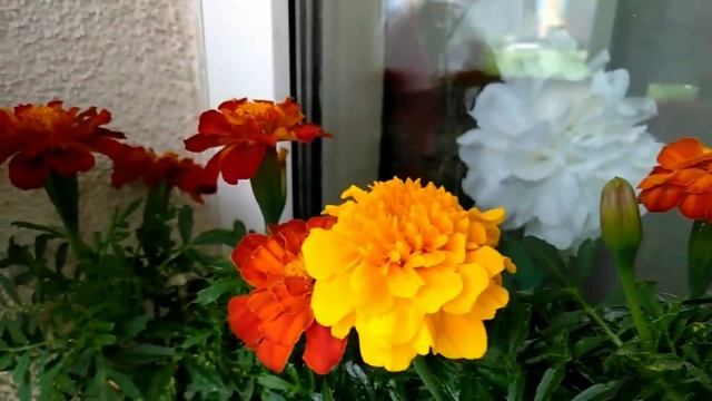ДЕВЯТКИНО, МУРИНО | Цветы на балконе | Цветы на подоконнике | Цветущий балкон | Цветущий подоконник