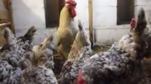 Куры породы Пушкинские