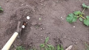 как посадить картошку?