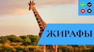 ЖИРАФЫ – интересные факты