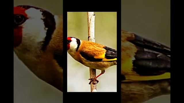 Природа русской деревни l фото l звуки природы