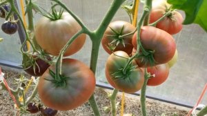 Томат Циндао. Не подведёт!