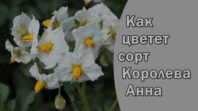 Урожайность Картофеля Королева Анна
