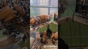 Мильфлер( мини курочки)