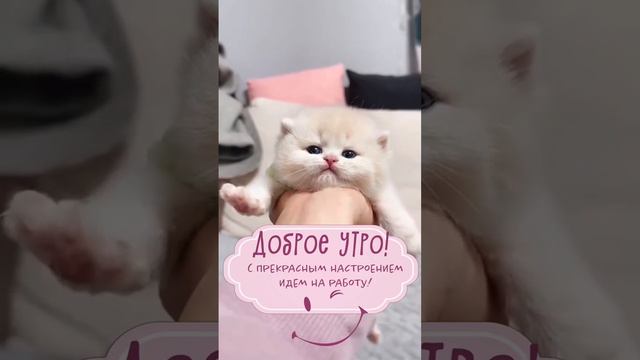 Доброе утро смотреть онлайн