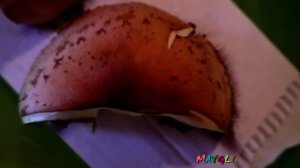 Неизвестные Грибы в Лесу. Ложный опенок Маковый - серо-пластинчатый?