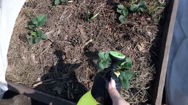 Вторая, важная подкормка для клубники смотреть онлайн